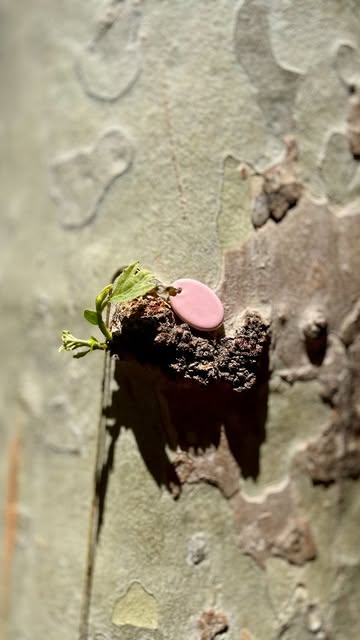 گردنبند طرح بیضی کوچک با زنجیر طلایی رنگ ثابت